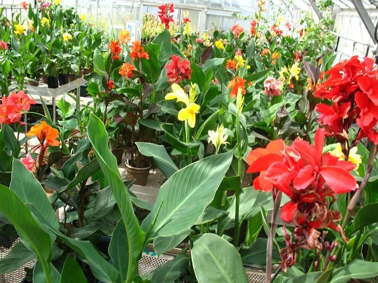 适合室外不怕酷热和寒冷的花卉,适合阴暗潮湿不需要阳光的植物