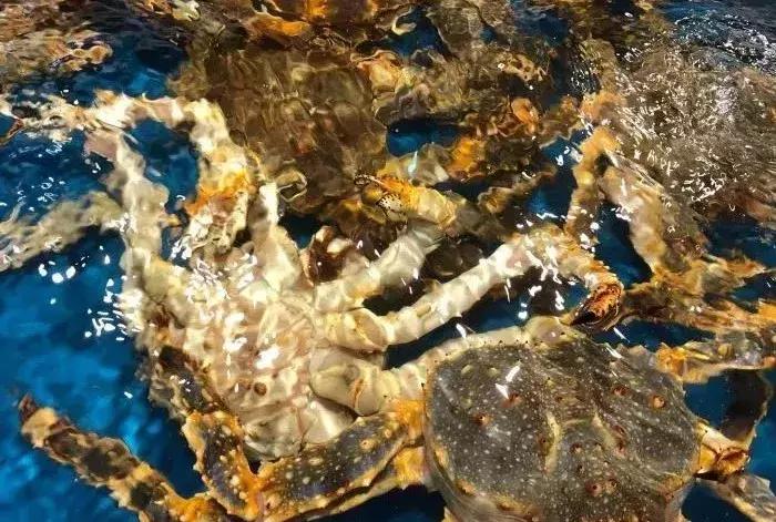 在十里堡住过的老朝青人，都经历过一段传奇