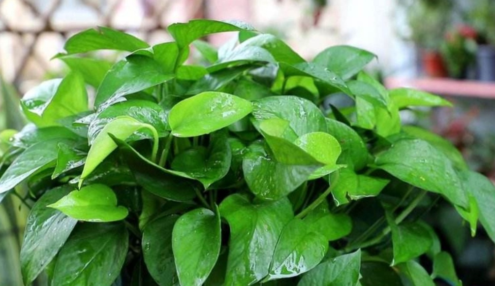 养绿萝，不能只浇水，做好3个方面，才能长势茂盛