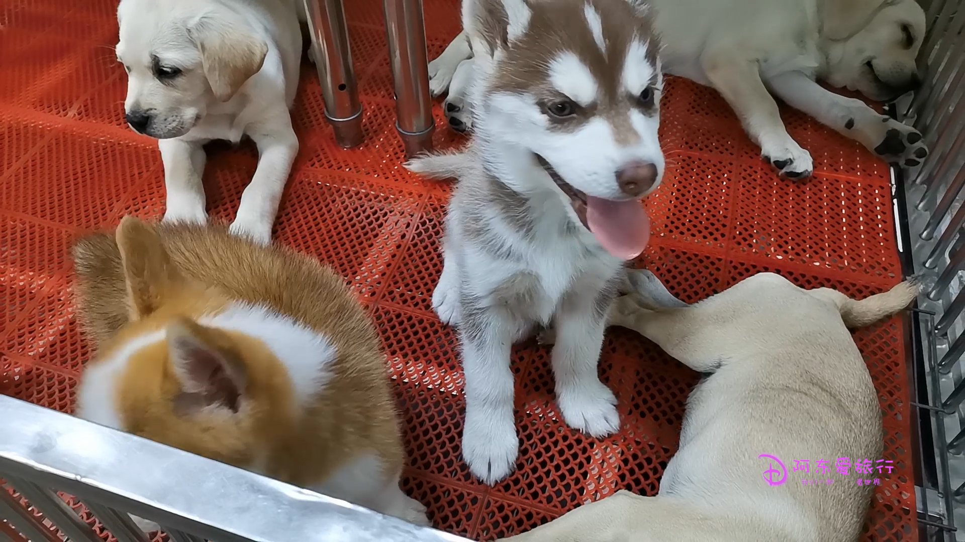 郑州陈砦花卉市场搬迁最新消息,郑州陈砦花卉市场多肉批发