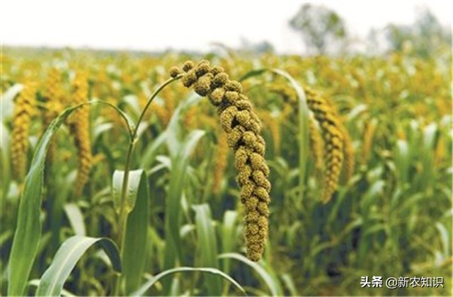谷子种植技术要点，种植高手告诉你诀窍！建议收藏！