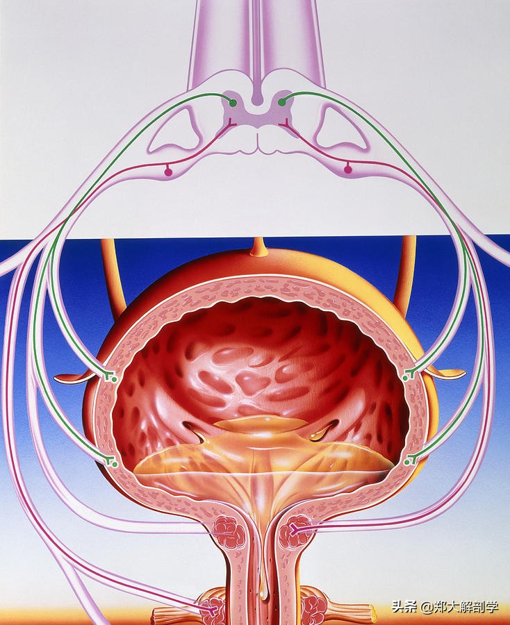 自主神经丛—上腹下丛