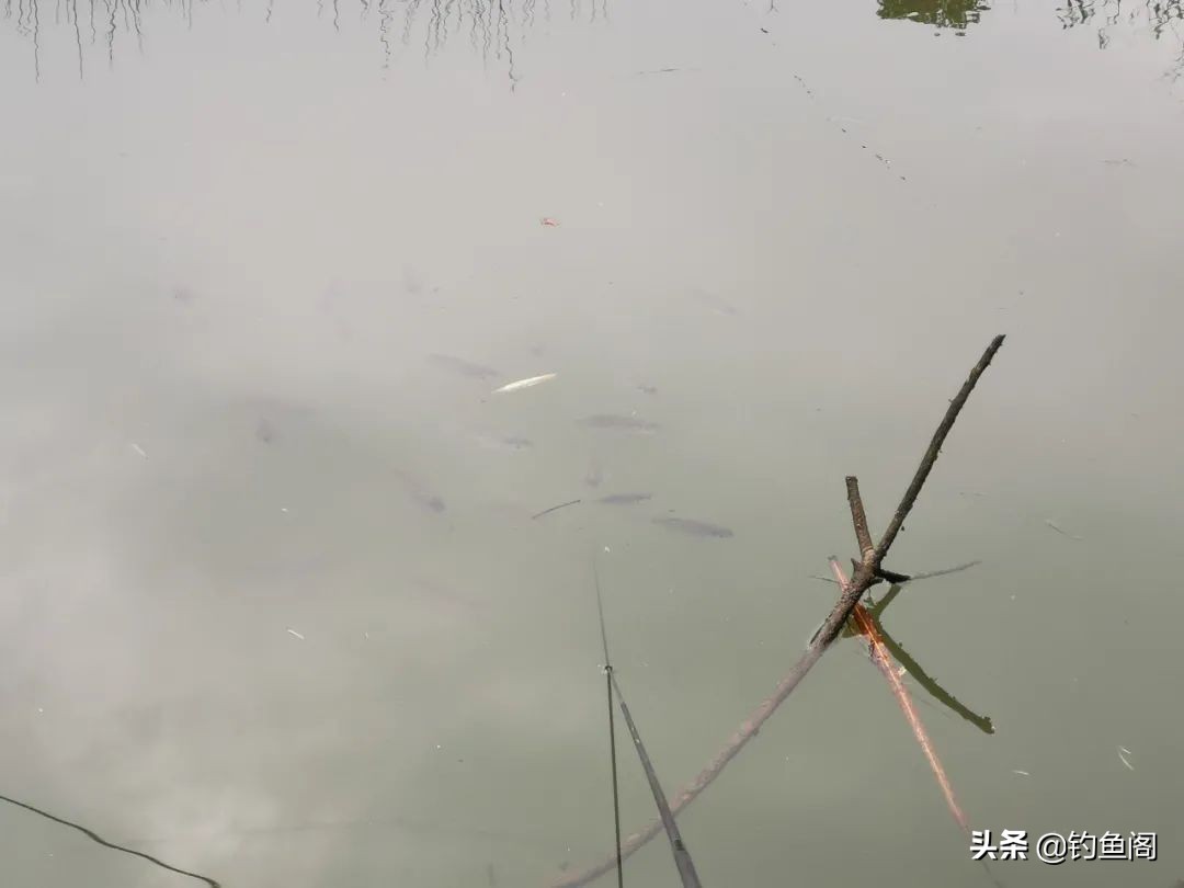 黑坑钓鱼不开口的解决方法,黑坑正钓遇到全塘不开口咋办