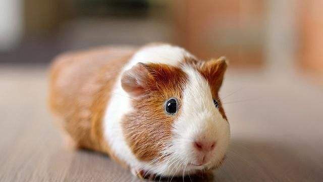 荷兰猪用什么颜色的笼子饲养更好,迷你荷兰猪饲养和育种的专业建议