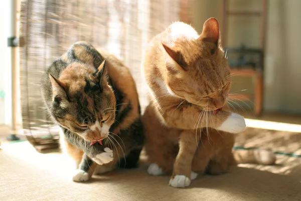 猫咪傲娇，为什么那么多人养？喜欢猫的18个理由，每个都无法反驳