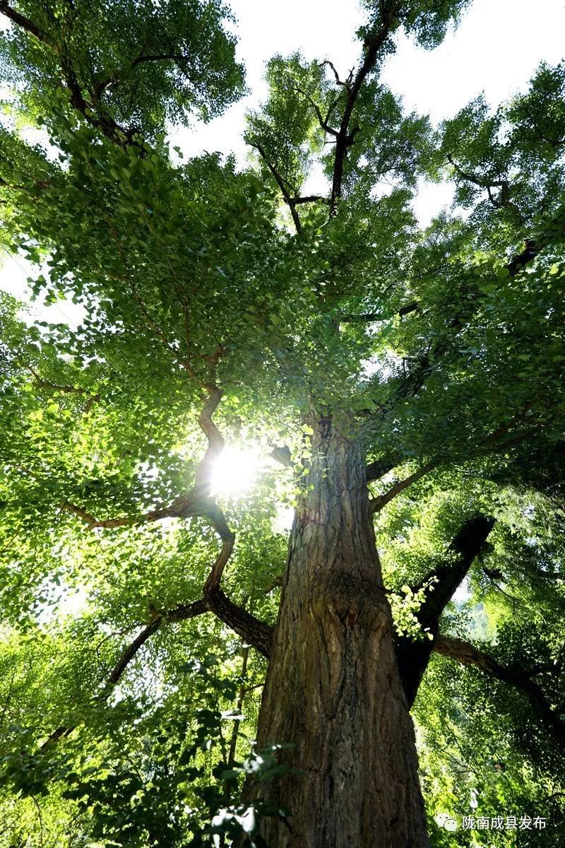 我叫成县，这是我2019年的自拍照~