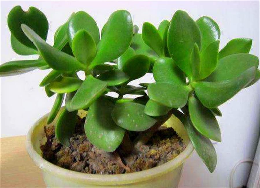 新移栽的玉树叶片打蔫怎么办,玉树叶片发蔫是怎么回事