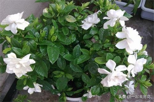栀子花就是个醋坛子，7天喝一次白醋，花疯长爆满盆