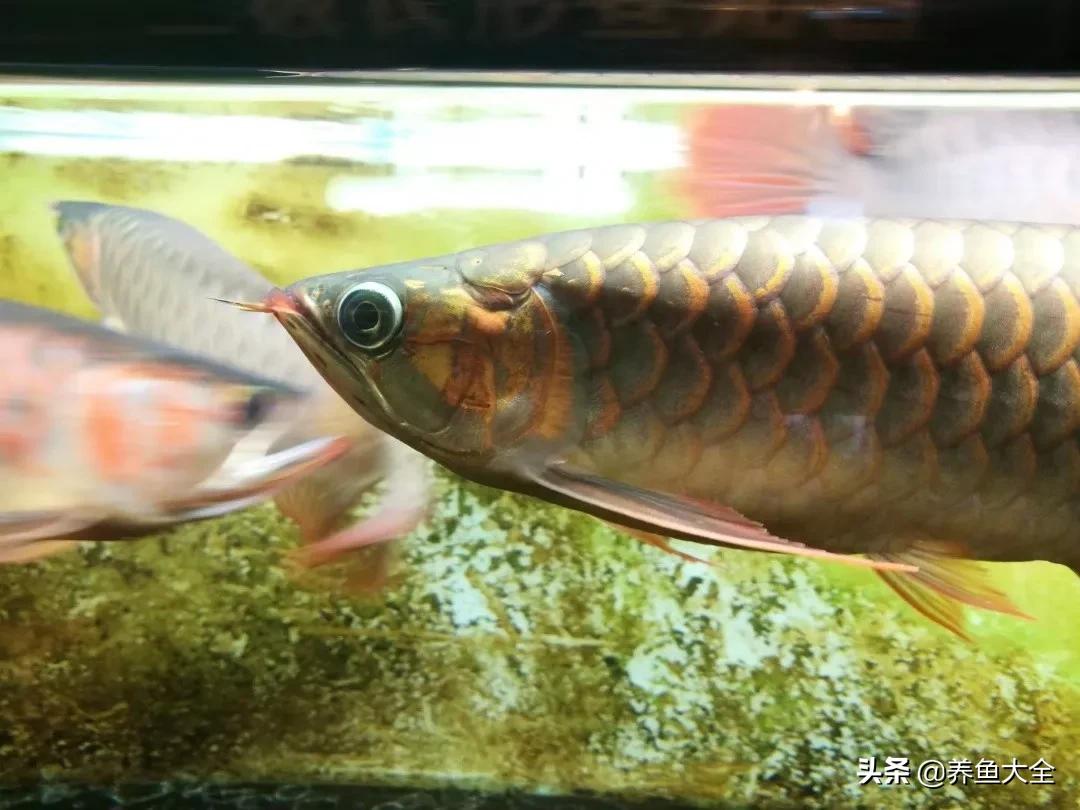 养红龙苗,养红龙如何搭配其他鱼