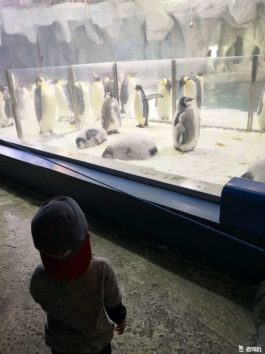 珠海长隆海洋王国攻略2天亲子游,珠海长隆海洋王国亲子游北极熊