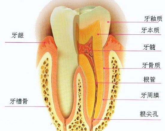 乳牙深龋一定要根管治疗吗,深龋需要做根管治疗