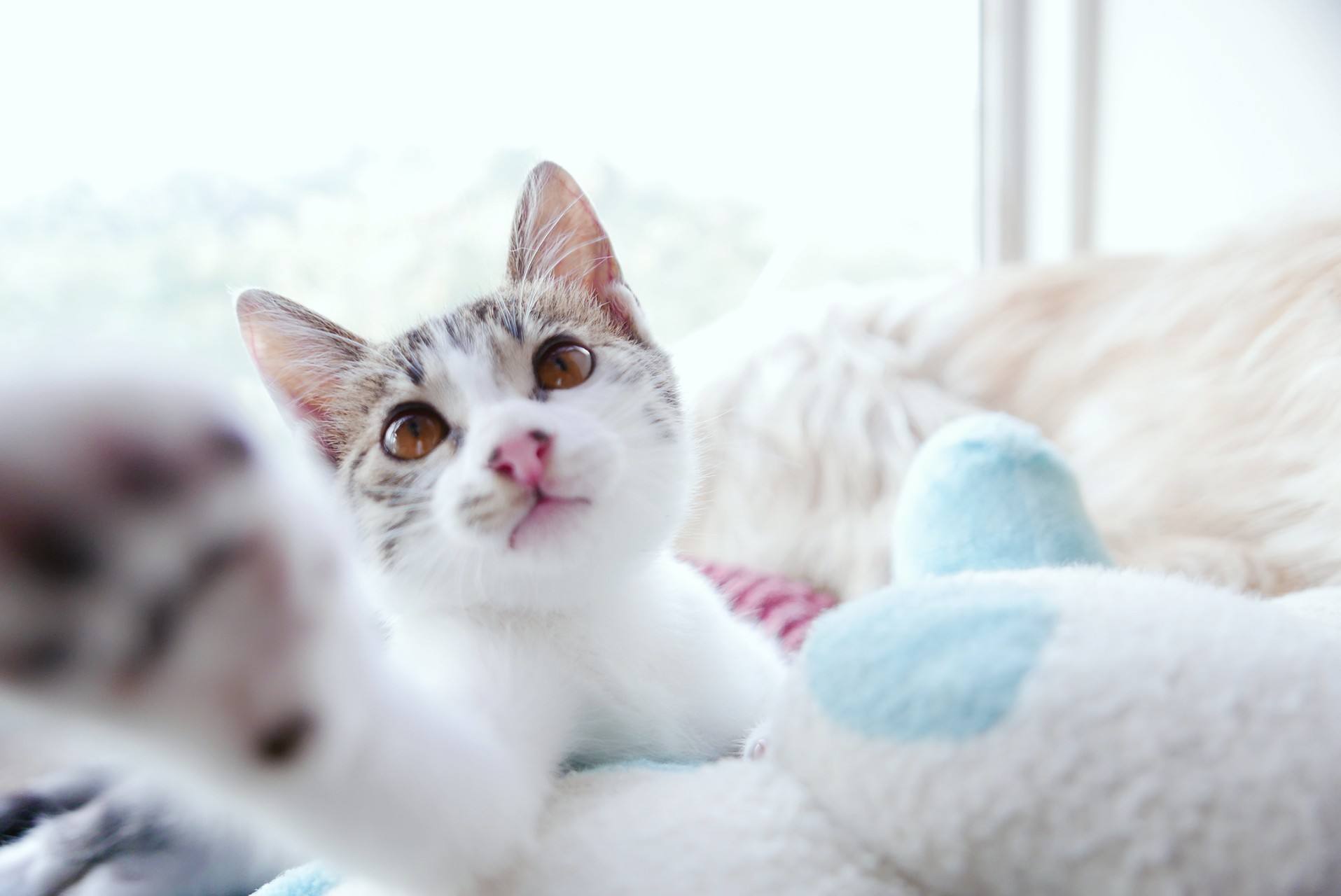 带你了解你家猫主子,猫咪的迷惑行为你家主子中招了吗