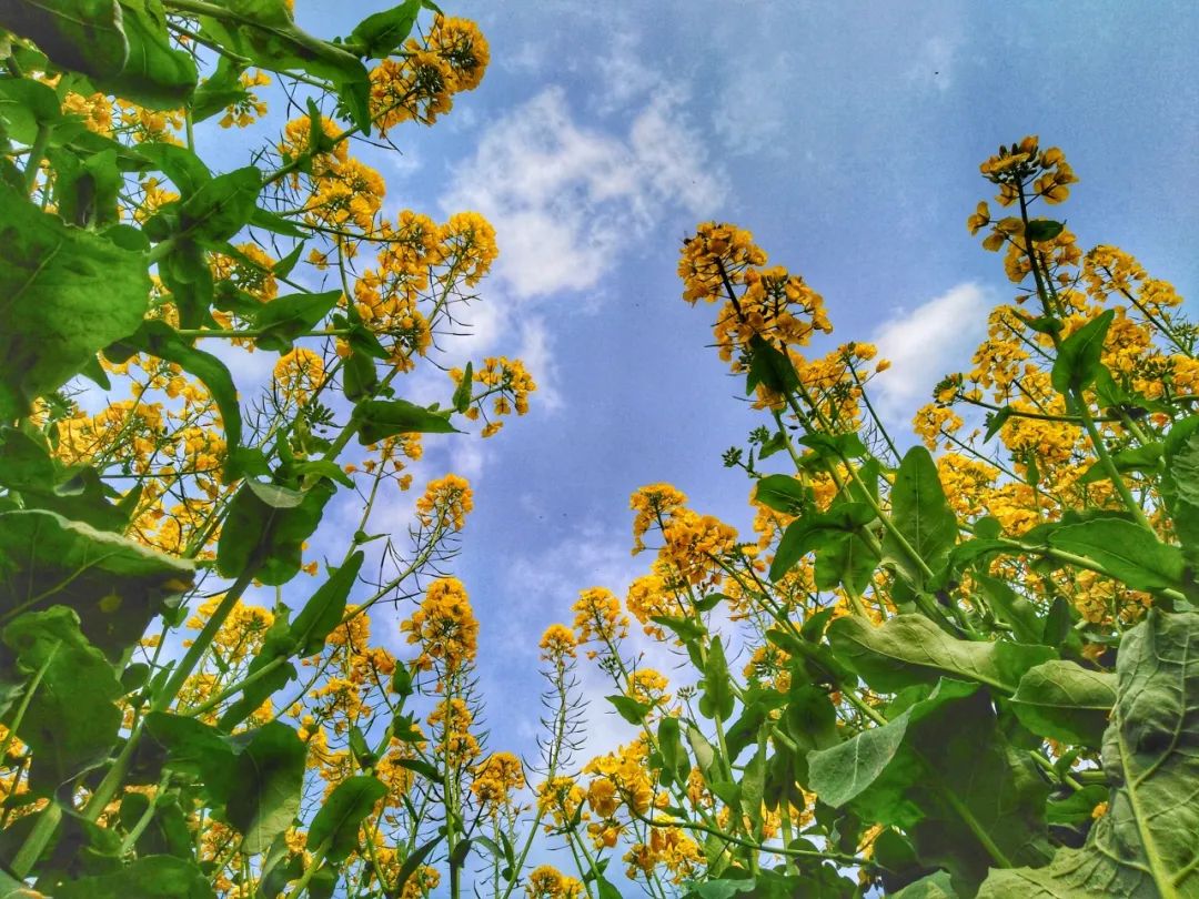 精品旅游线路乡村游亲子游,2020年全国精品乡村旅游路线