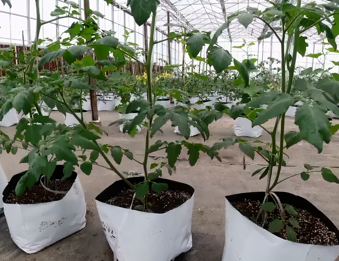 番茄单杆整枝与双杆整枝区别,番茄苗长到多高可以整枝了