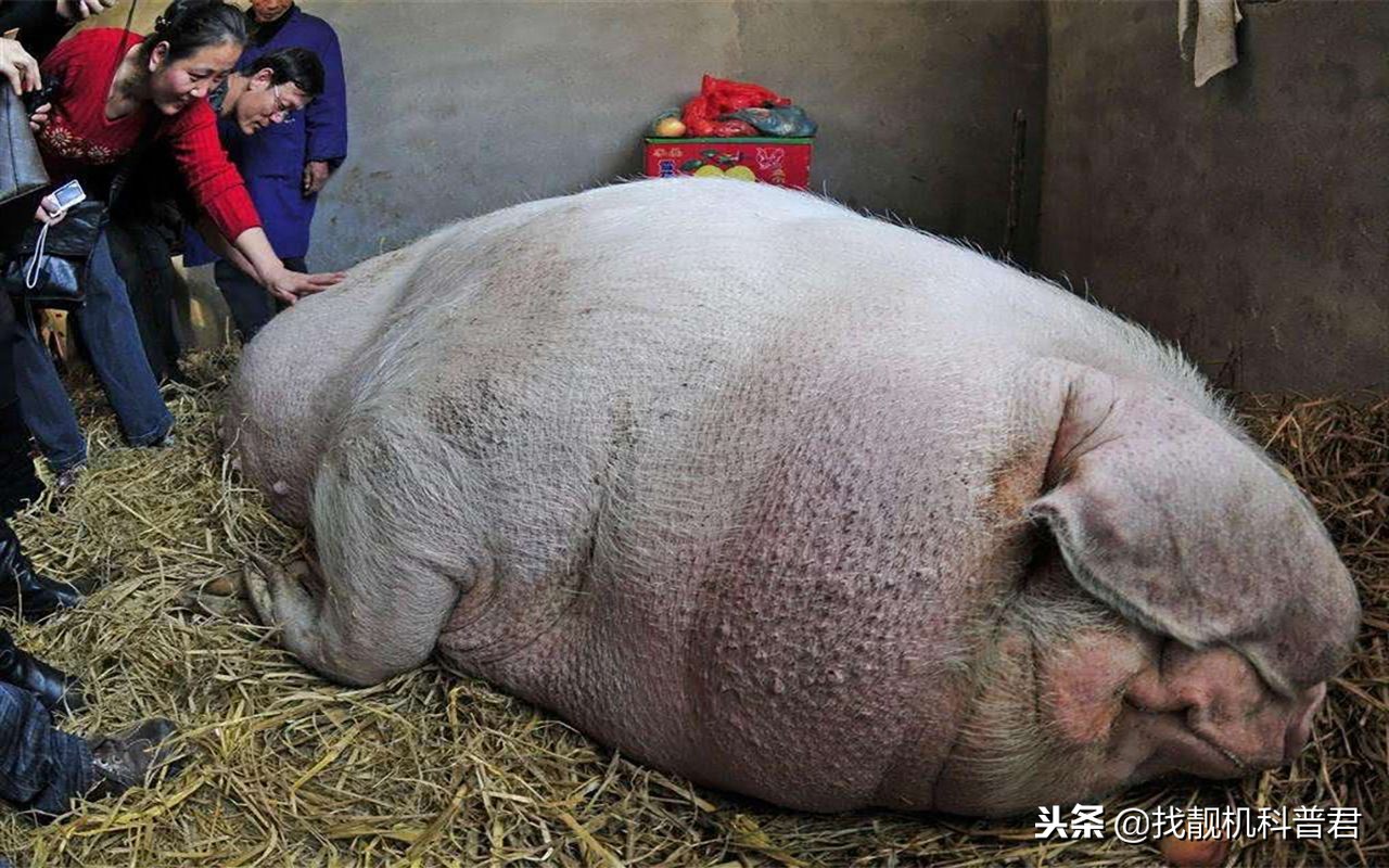 猪那么胖为什么体脂率低,把猪养一辈子不杀能长到多大