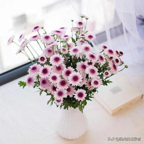 520简短浪漫花语是什么,520朵玫瑰的浪漫花语