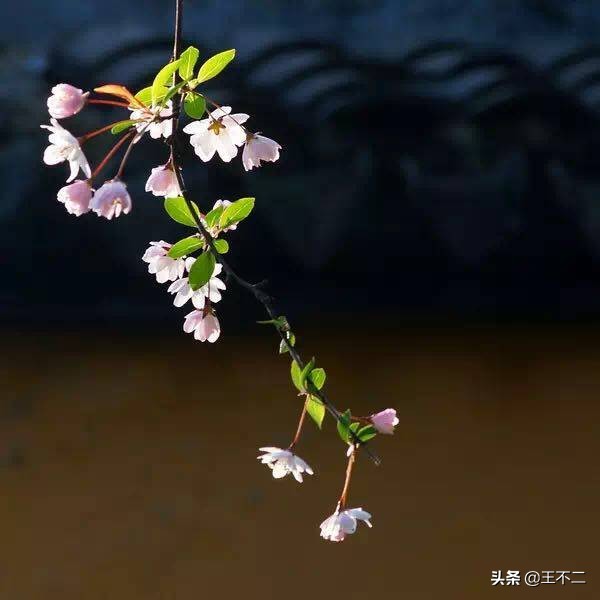 远赴人间盛宴谈笑风生不动情,远赴人间惊鸿宴谈笑风生不动情