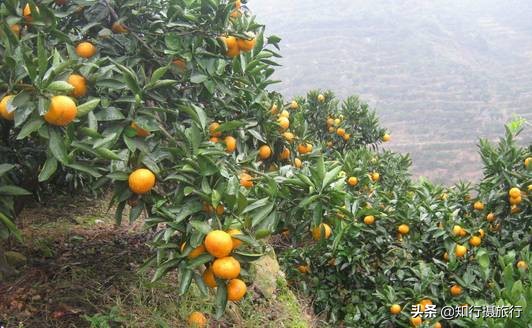 苏州太湖西山岛江浙沪最强攻略,太湖西山岛旅游完整攻略