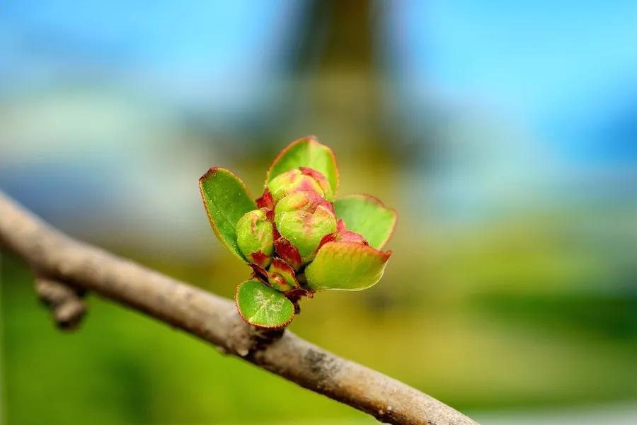 关于春天的古诗词美篇,让人惊艳的春天古诗词