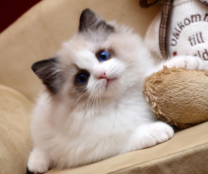 猫咪的性格应该分哪几类,怎么从猫的外表判断猫的性格