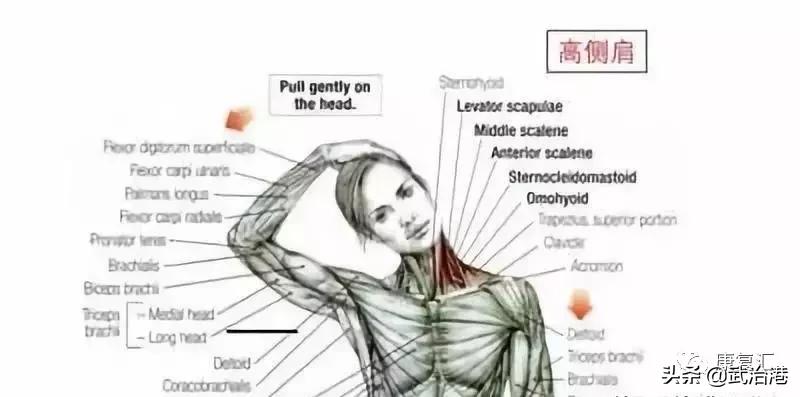 高低肩怎么自我矫正学会这几招,高低肩怎么自我矫正健身