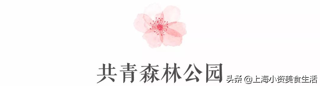 顾村公园一年一度赏樱,顾村公园赏樱点
