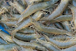 基围虾和明虾是同一种虾吗,基围虾明虾和白对虾哪个好吃