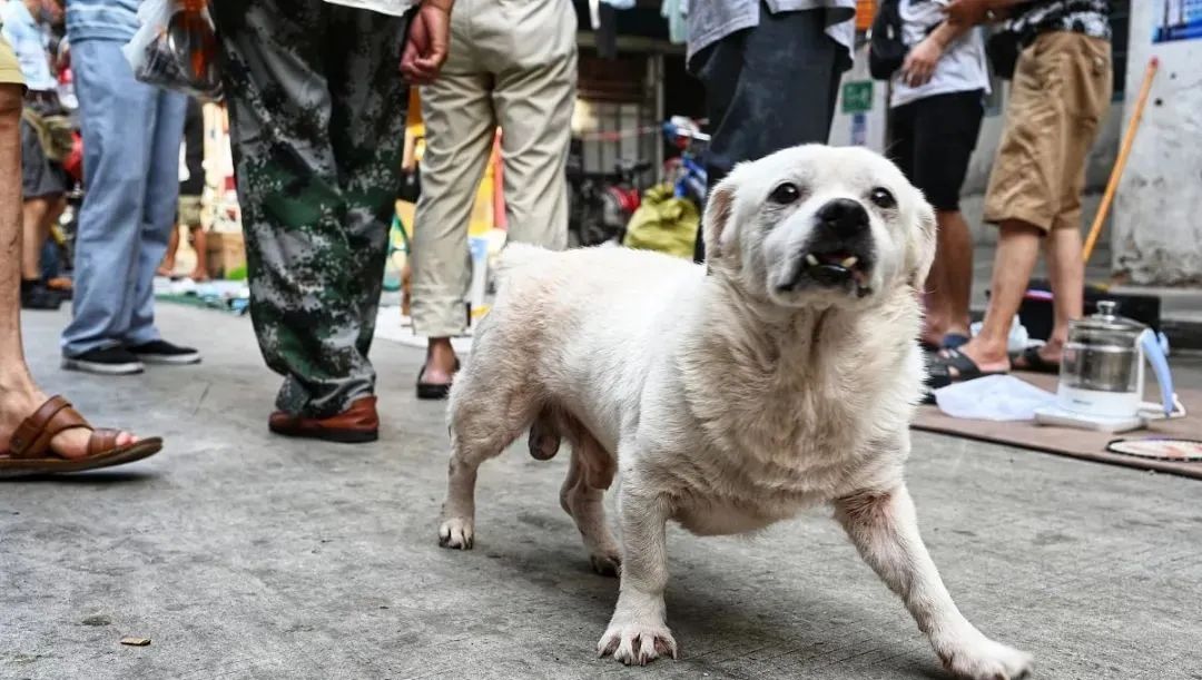 在路边捡到的流浪狗该怎么抚养,路边的流浪狗能领养么