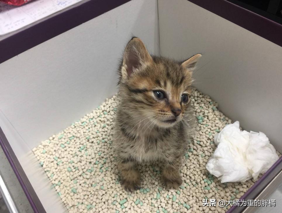 主人清理猫砂盆时,猫咪为什么喜欢在旁边看着?原来有这6个原因