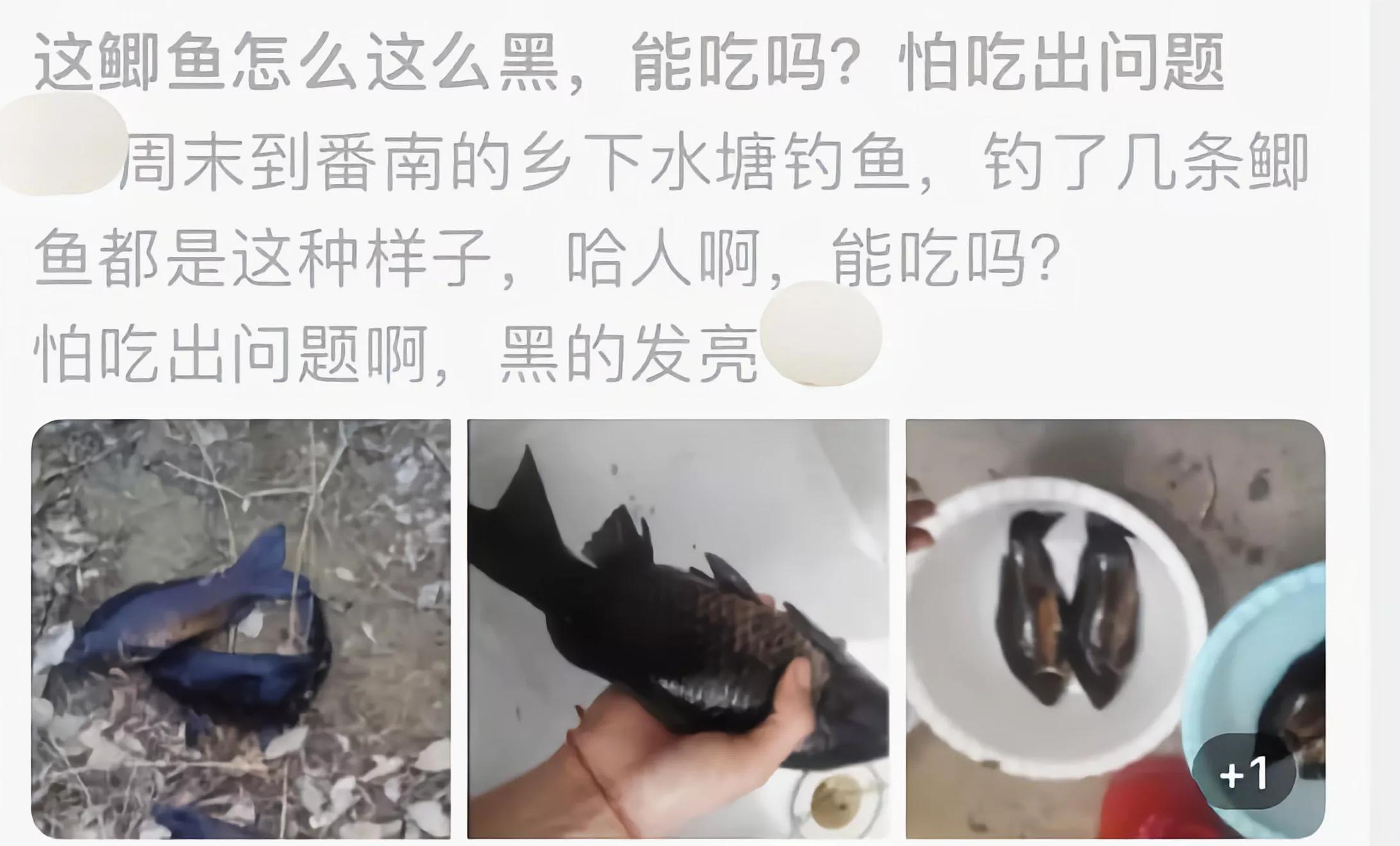 钓鱼钓到红色大鲤鱼放生吗,钓鱼一族钓到红鲤鱼为什么要放生