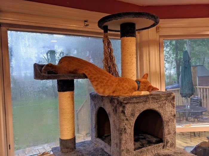 同样是腿,凭啥猫咪就能这么细长直?