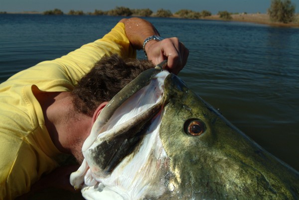 非洲维多利亚湖中泛滥的尼罗河鲈鱼都胖成球了,真的太嚣张了