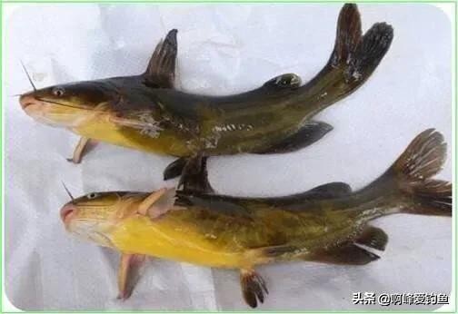 小溪垂钓野生溪鱼非常过瘾,福建农村小溪最常见的鱼