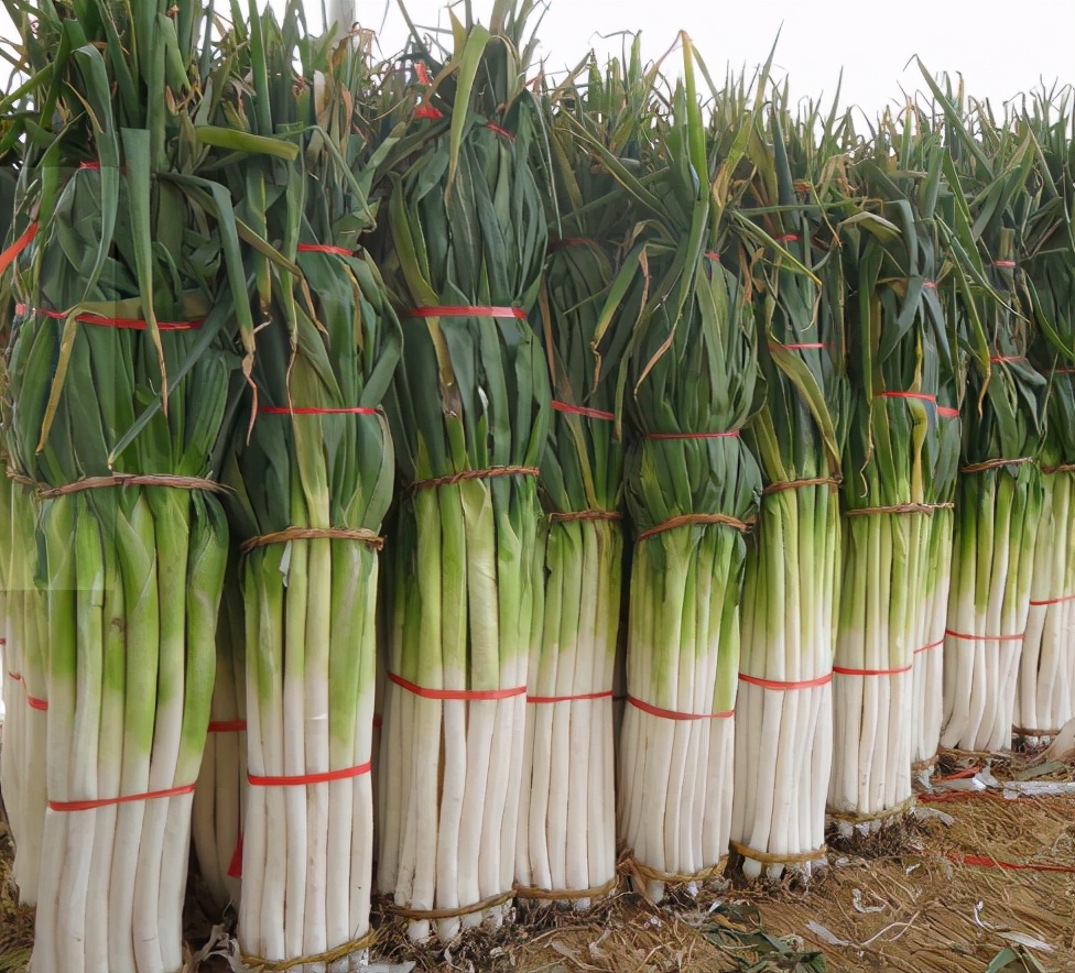 买猪肉时懂行的人专挑这5个部位,买大葱的技巧和方法