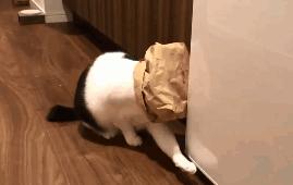 天气太冷猫咪不怎么吃喝,天气不好猫没精神