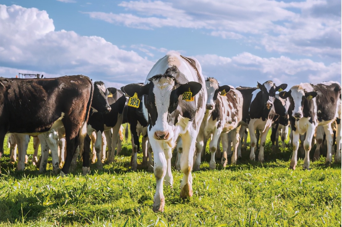 为什么是A*奶2**制品？