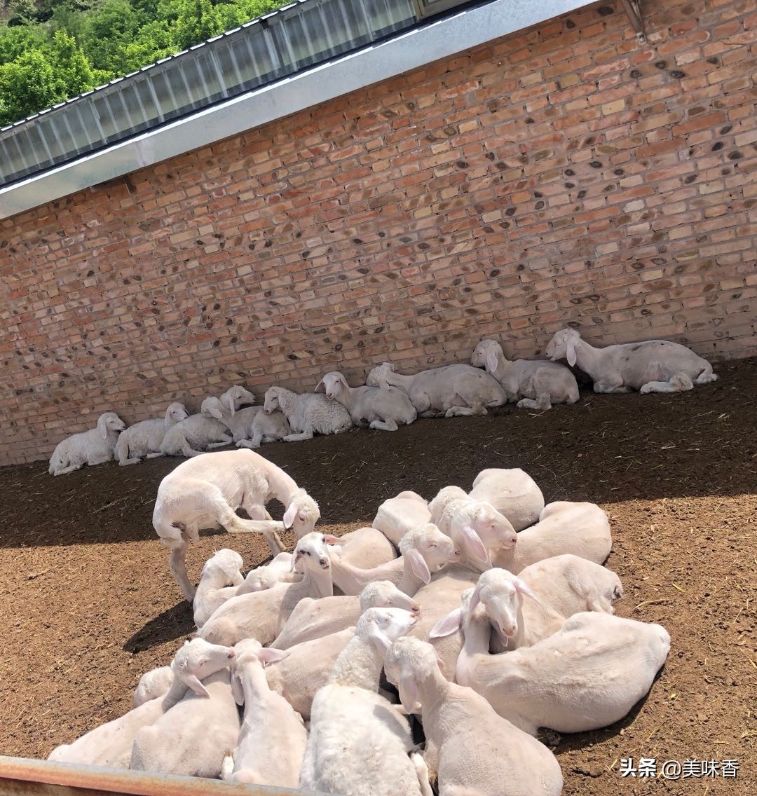 春季羔羊反复拉稀什么原因,羔羊拉稀水样是不是撑着了