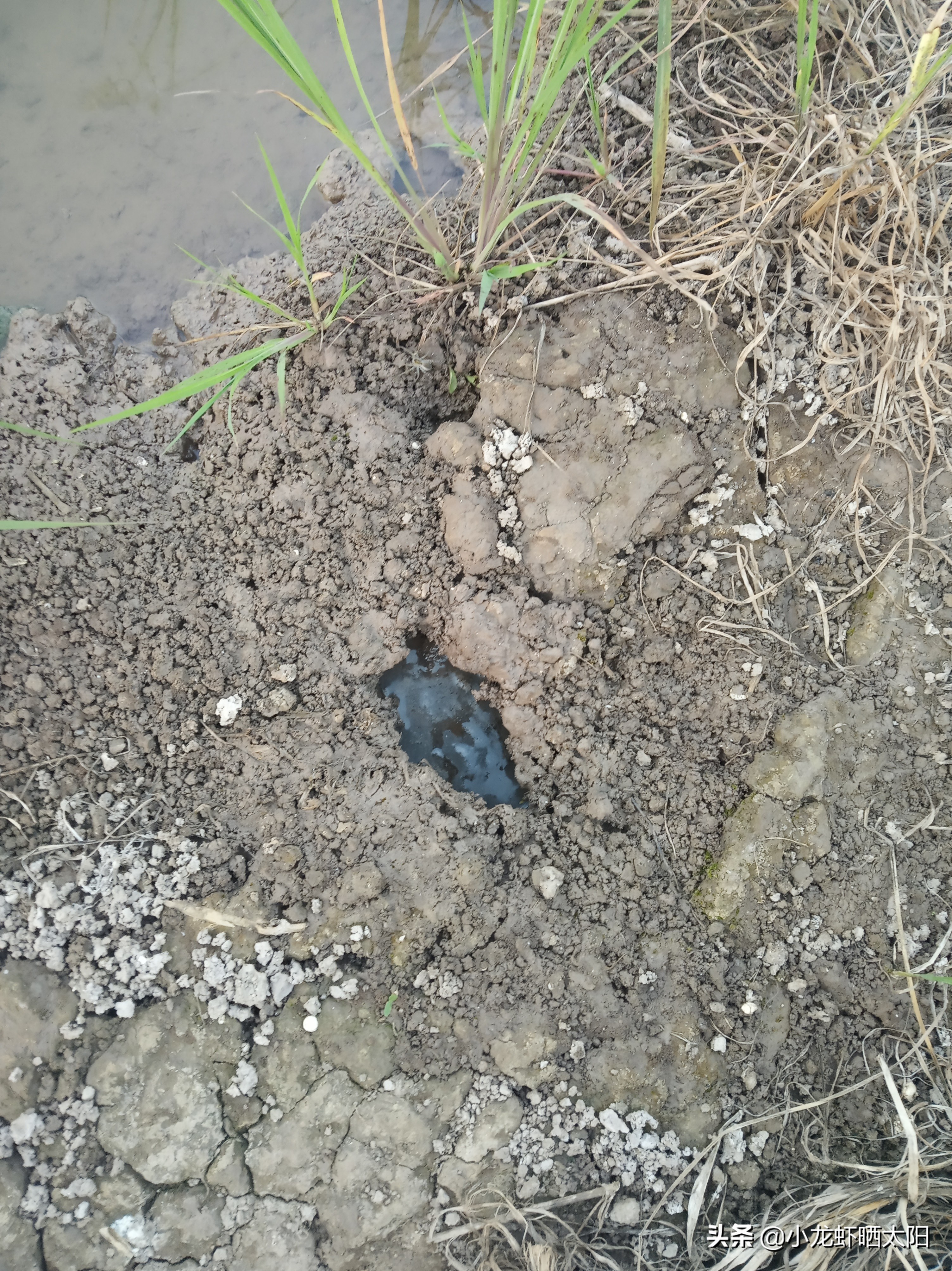 如何加快小龙虾脱壳期产卵,小龙虾爆卵了该怎么养