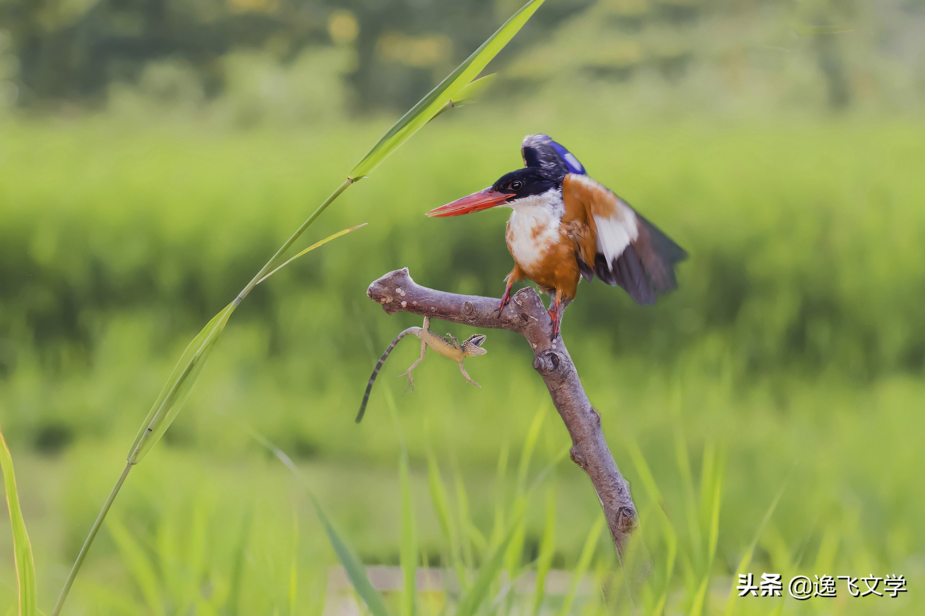 摄影纪实战争,摄影现代战争