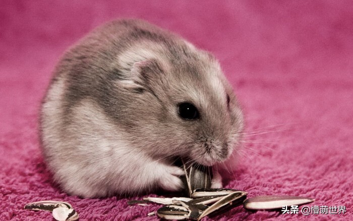 小仓鼠的嘴里为什么那么多东西,仓鼠的嘴巴里为什么那么多吃的