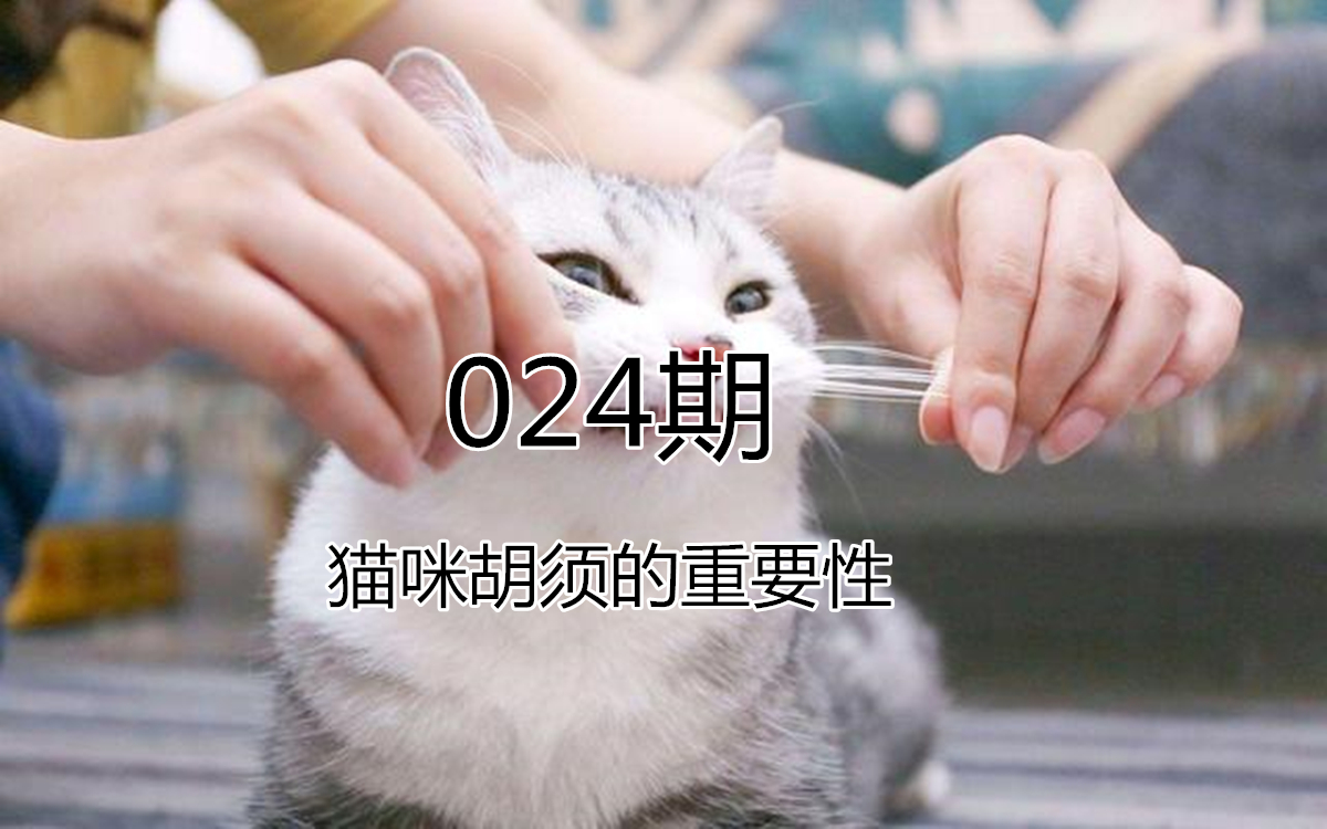 为什么不能剪猫咪的胡须,铲屎官是不是不能铲的太勤