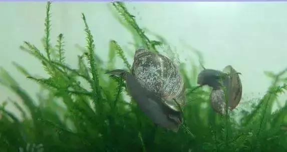 草缸小杂螺能除藻吗,草缸除杂螺最快的方法