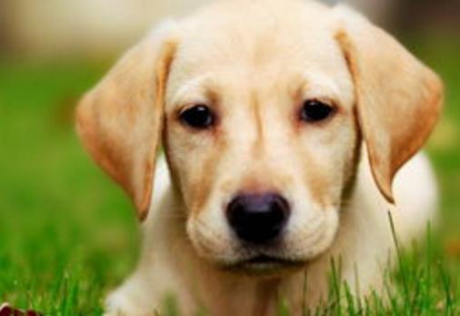 什么是狗狗脊柱病,什么是狗狗软骨病