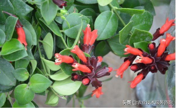 耐阴吊兰有几种品种,金鱼吊兰品种有几种