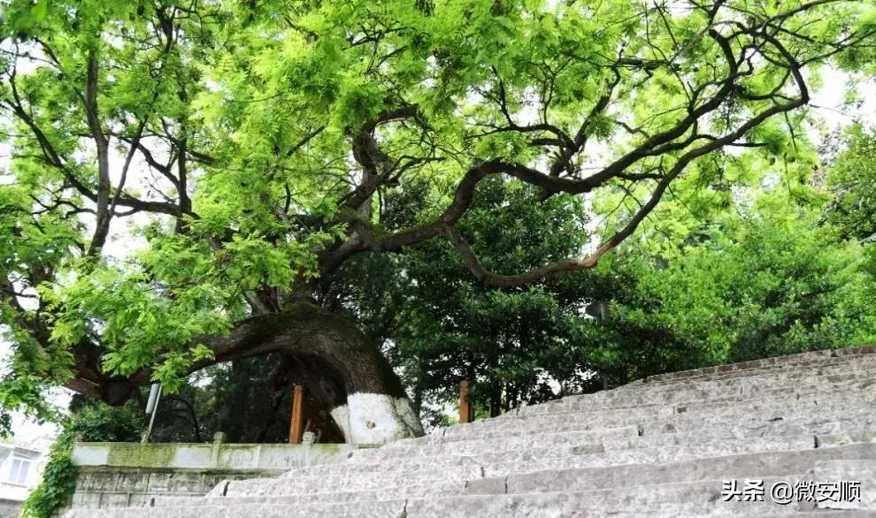 你好！我叫安顺，这是我2021最新简历