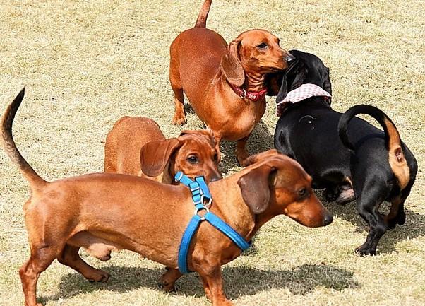 狗狗知识大全100条,狗狗知识百科大全巴哥