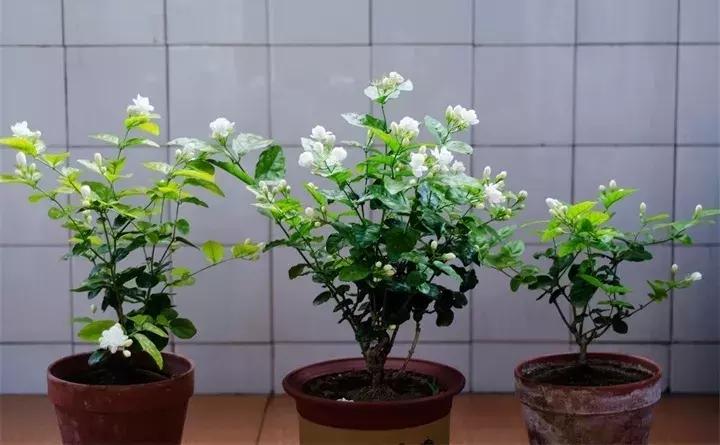 常见植物大全视频,常见的木本植物有哪些