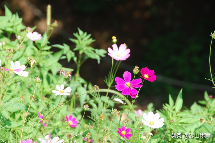 昆明嘉丽泽小镇旅游,昆明嘉丽泽水乡