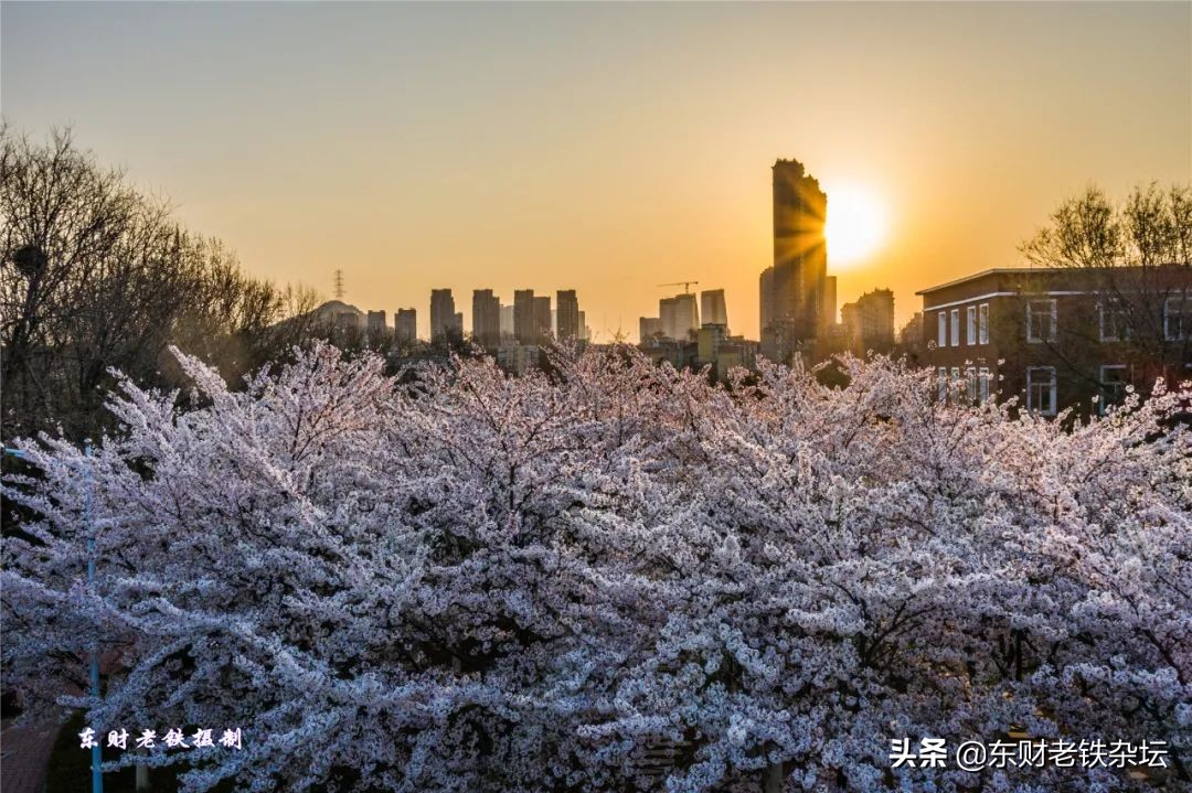 网红美景,网红一棵树樱花园