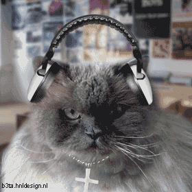 喵星人也爱音乐！只是不喜欢你听的那种...